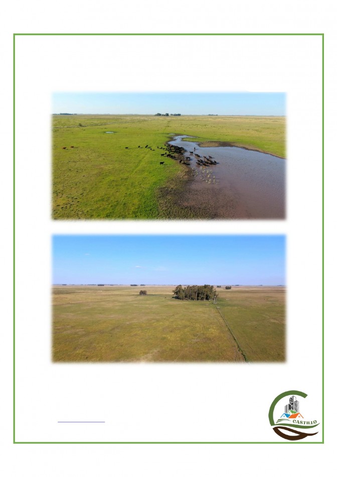438 ha Ganadero - Tapalque