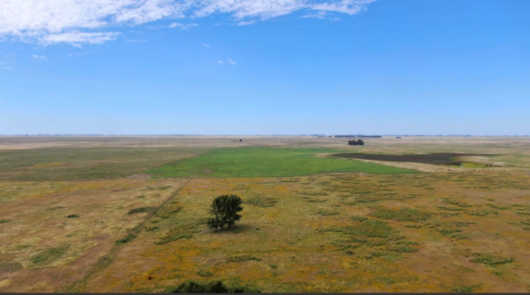 867 ha Ganadera - Olavarria 