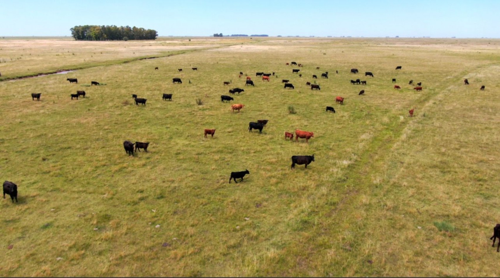 867 ha Ganadera - Olavarria 