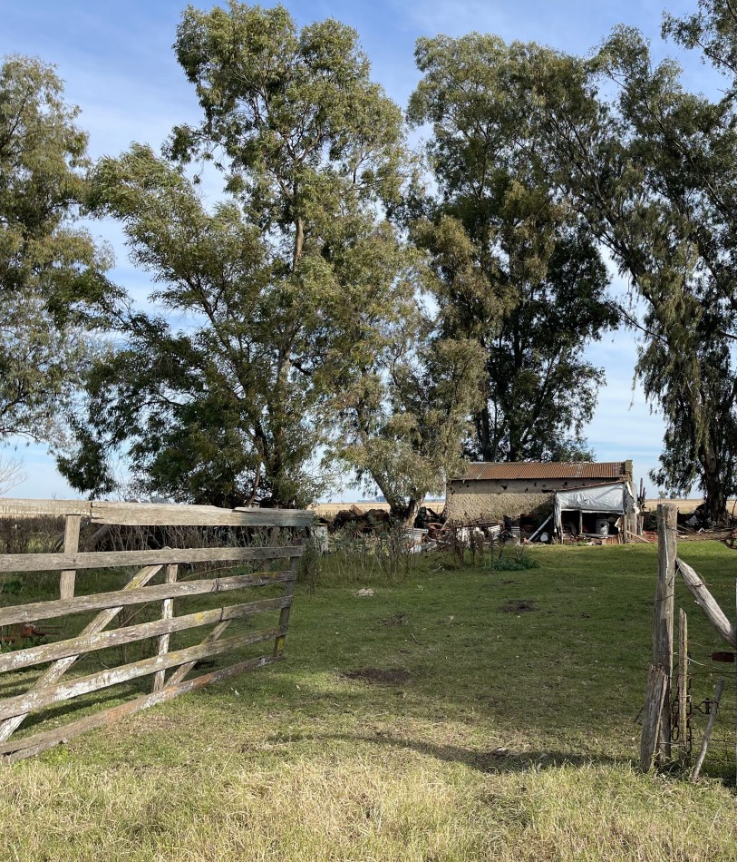 24 HA Ganadero - Alvear