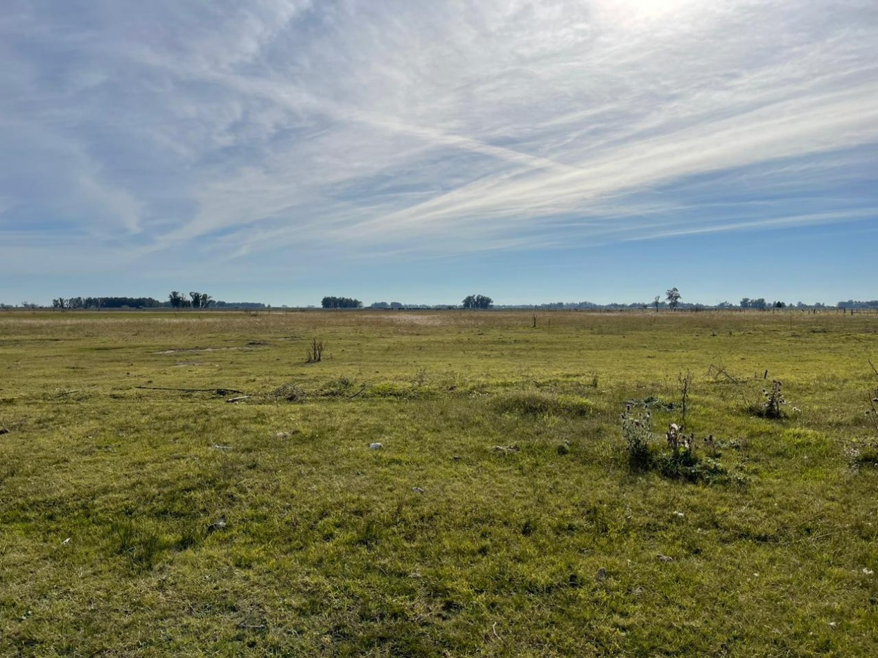 24 HA Ganadero - Alvear