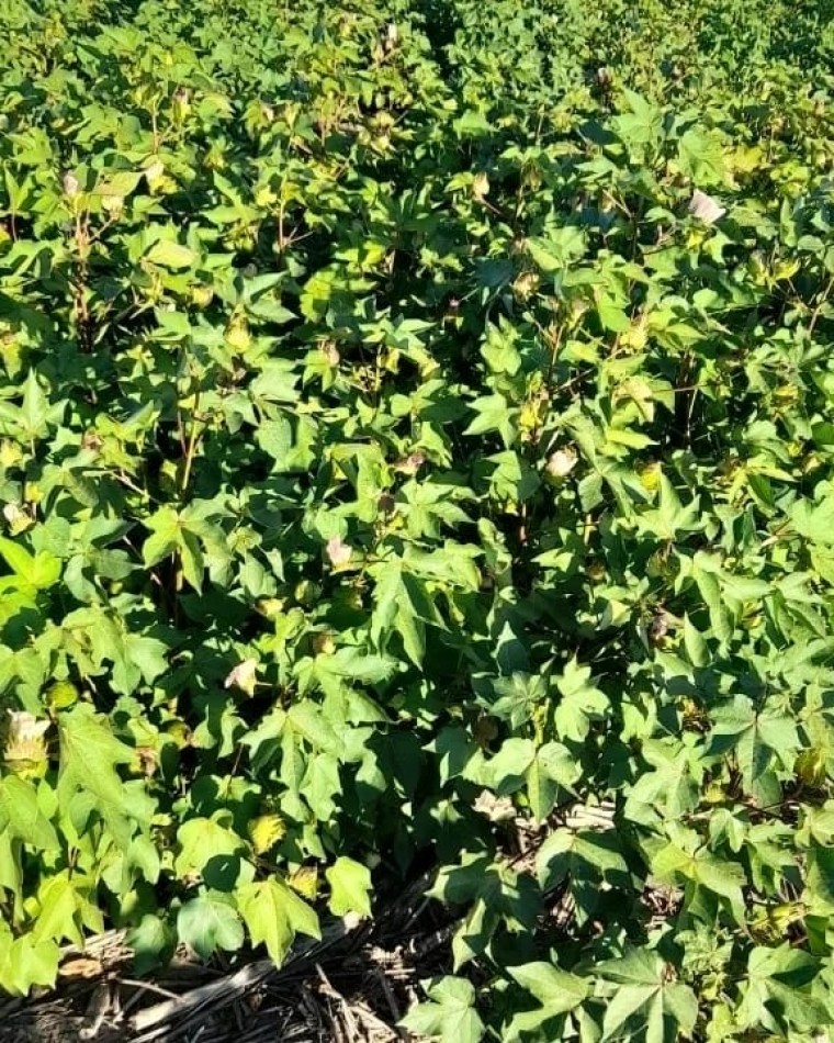 5900 HA Agricolas - Malbran S del Estero