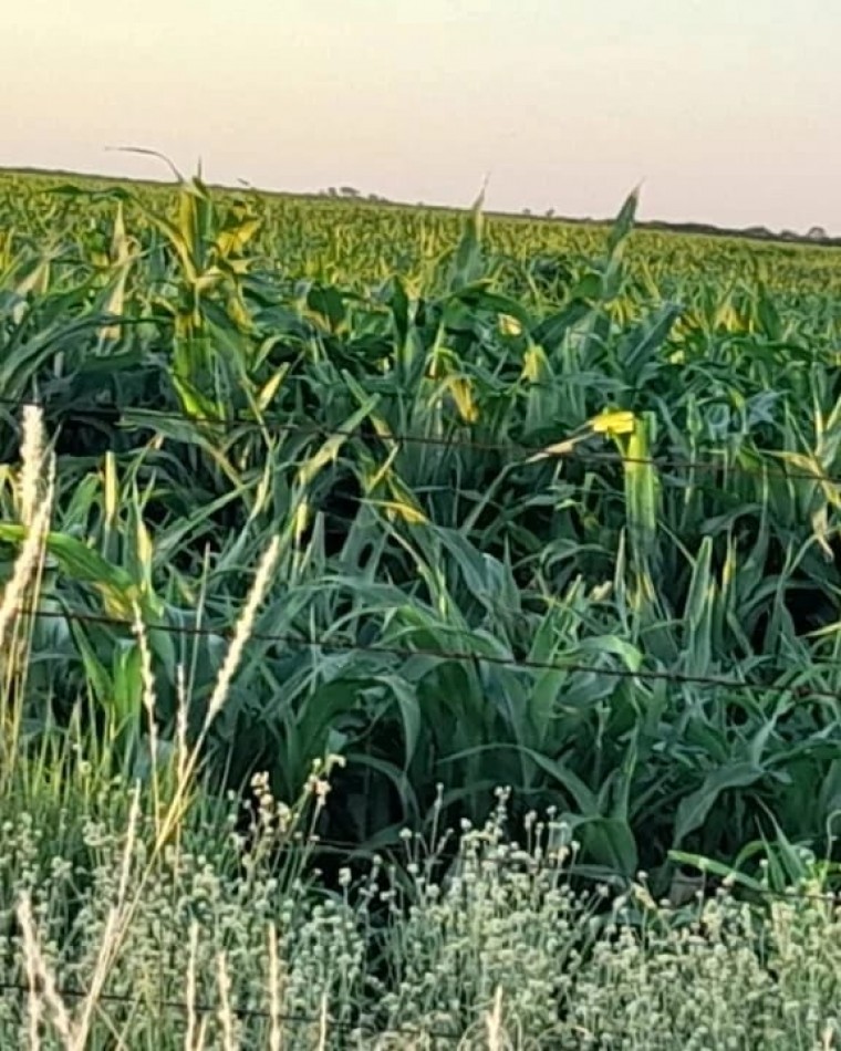 5900 HA Agricolas - Malbran S del Estero