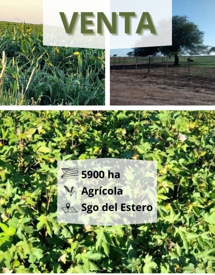5900 HA Agricolas - Malbran S del Estero