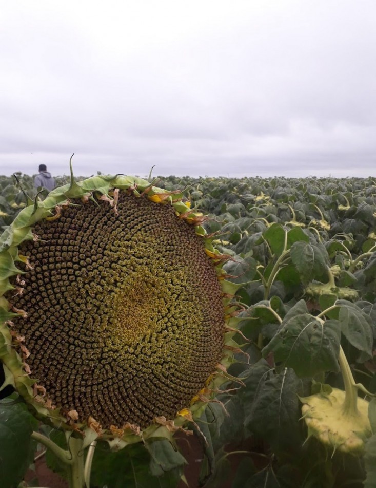 8600 HA MIxtas - San Luis