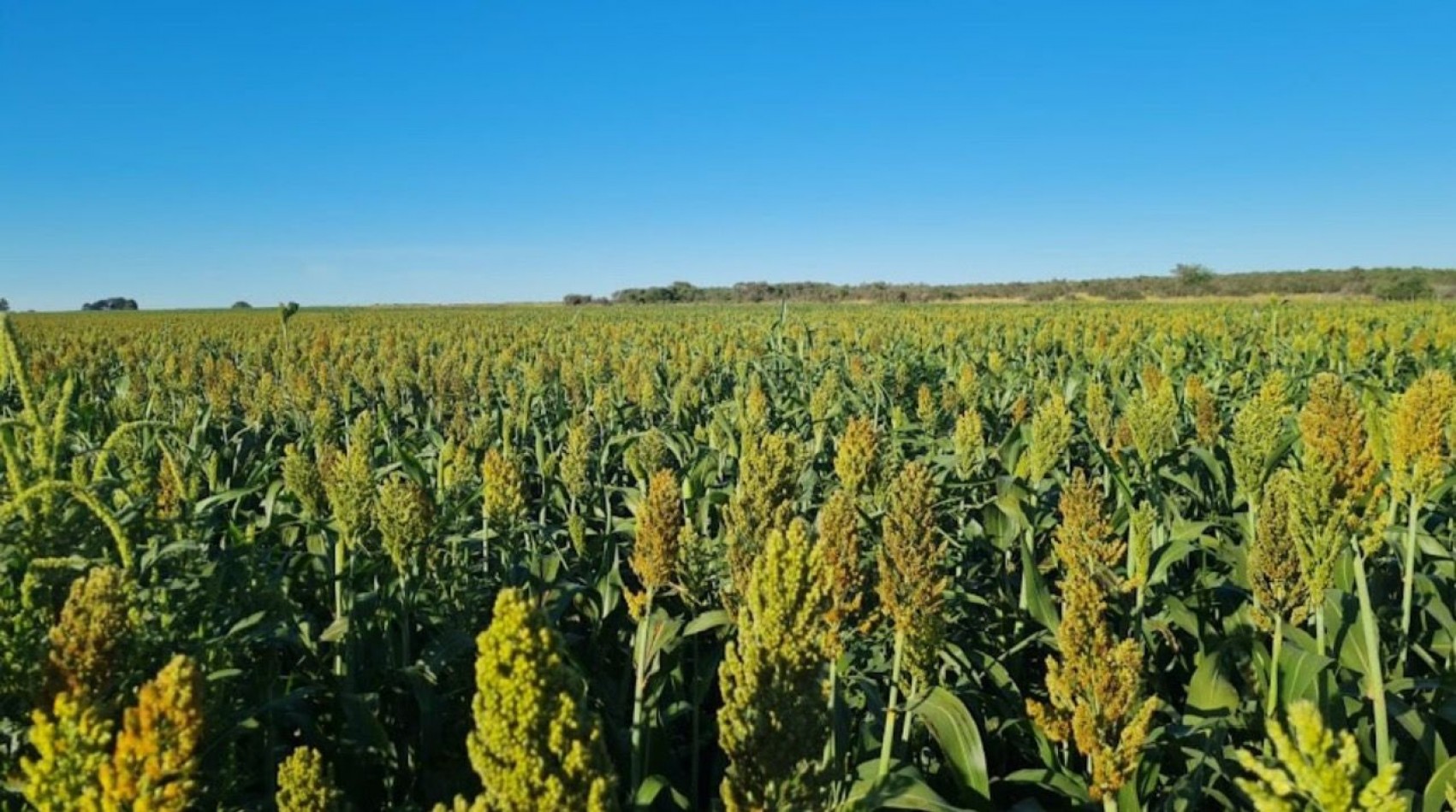 8600 HA MIxtas - San Luis