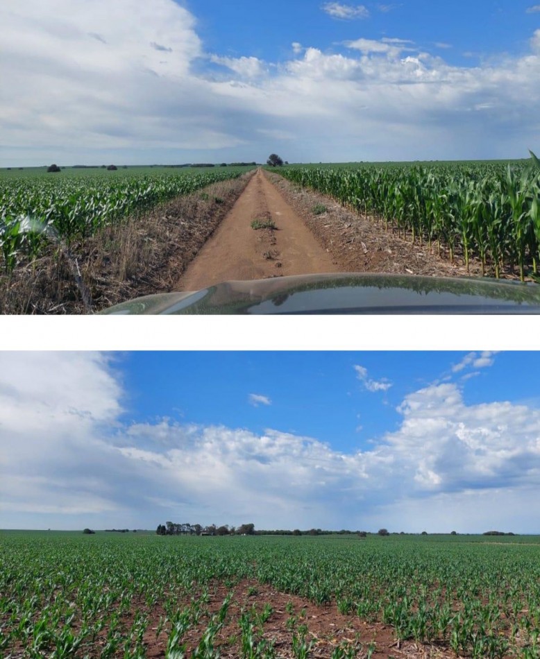 2120 ha Agricola - Villa Mercedes