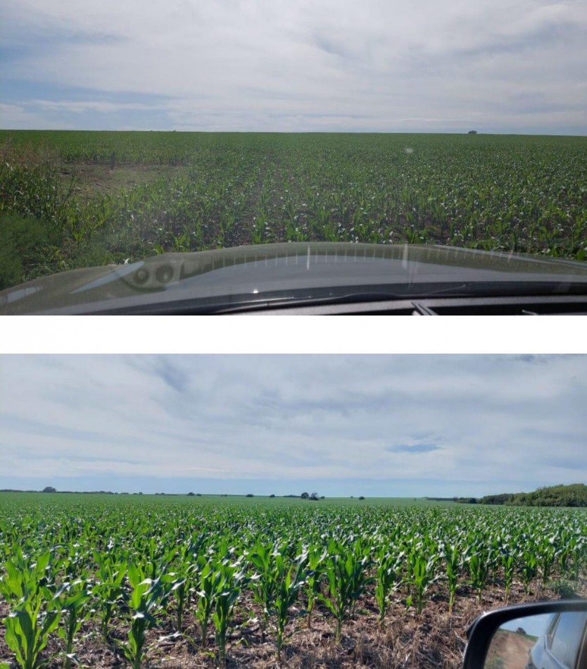 2120 ha Agricola - Villa Mercedes