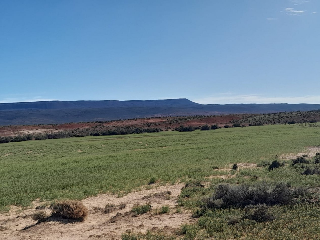 15000 ha Ganaderas - Chubut
