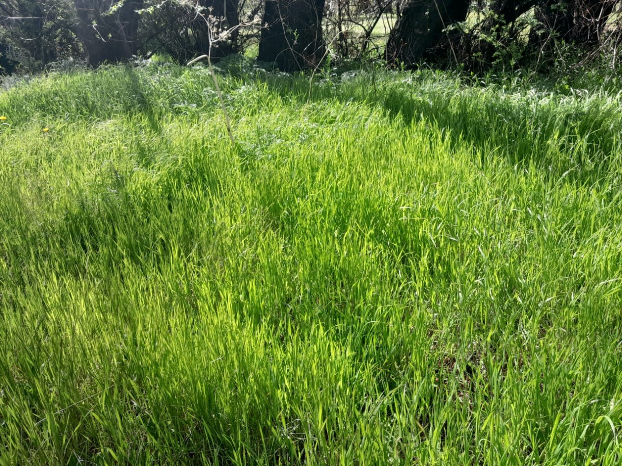 15000 ha Ganaderas - Chubut