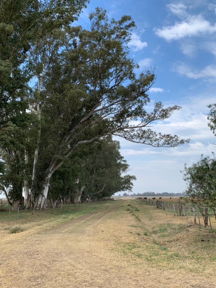 420 ha Mixtas - De La Riestra