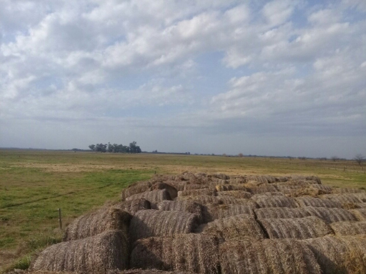 420 ha Mixtas - De La Riestra
