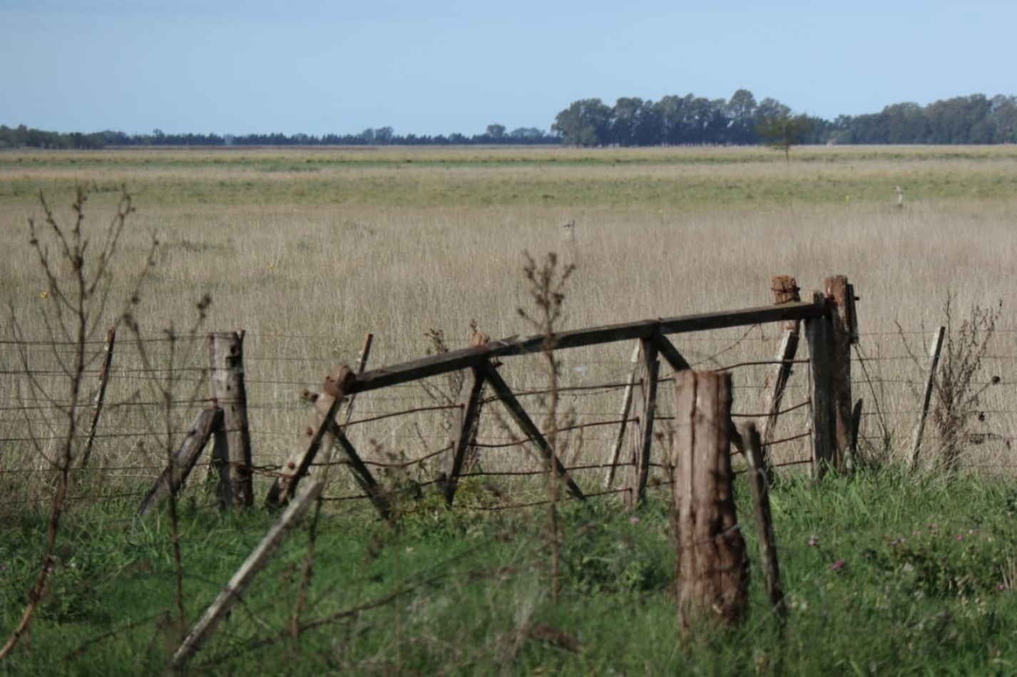 420 ha Mixtas - De La Riestra