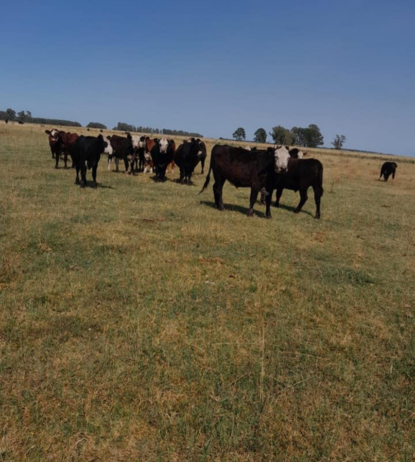 310 ha Mixtas - Del Valle - Tranquera cerrada