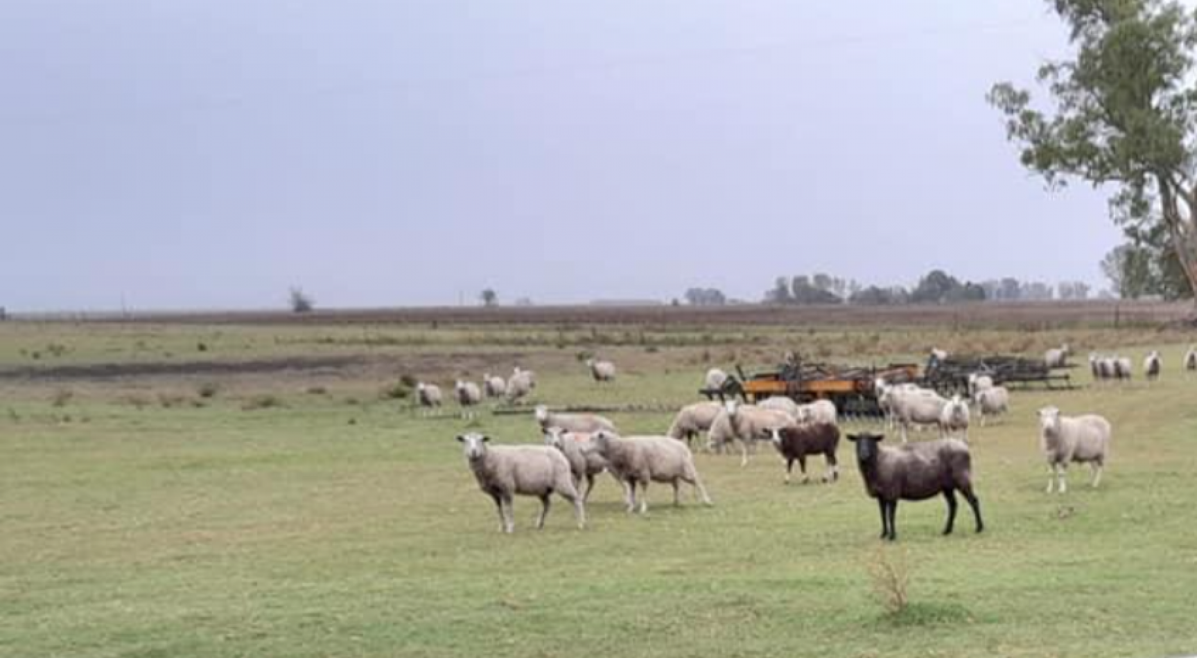 310 ha Mixtas - Del Valle - Tranquera cerrada