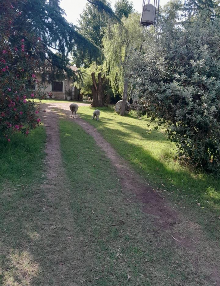 310 ha Mixtas - Del Valle - Tranquera cerrada