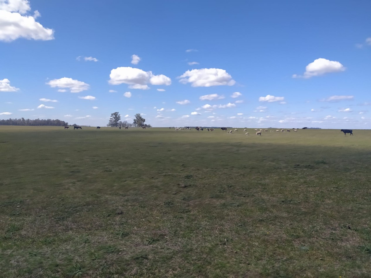 310 ha Mixtas - Del Valle - Tranquera cerrada