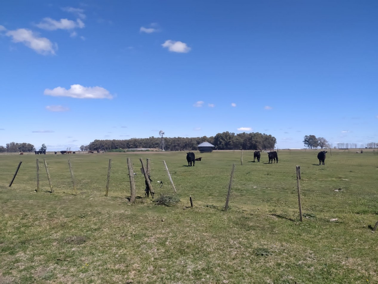 310 ha Mixtas - Del Valle - Tranquera cerrada
