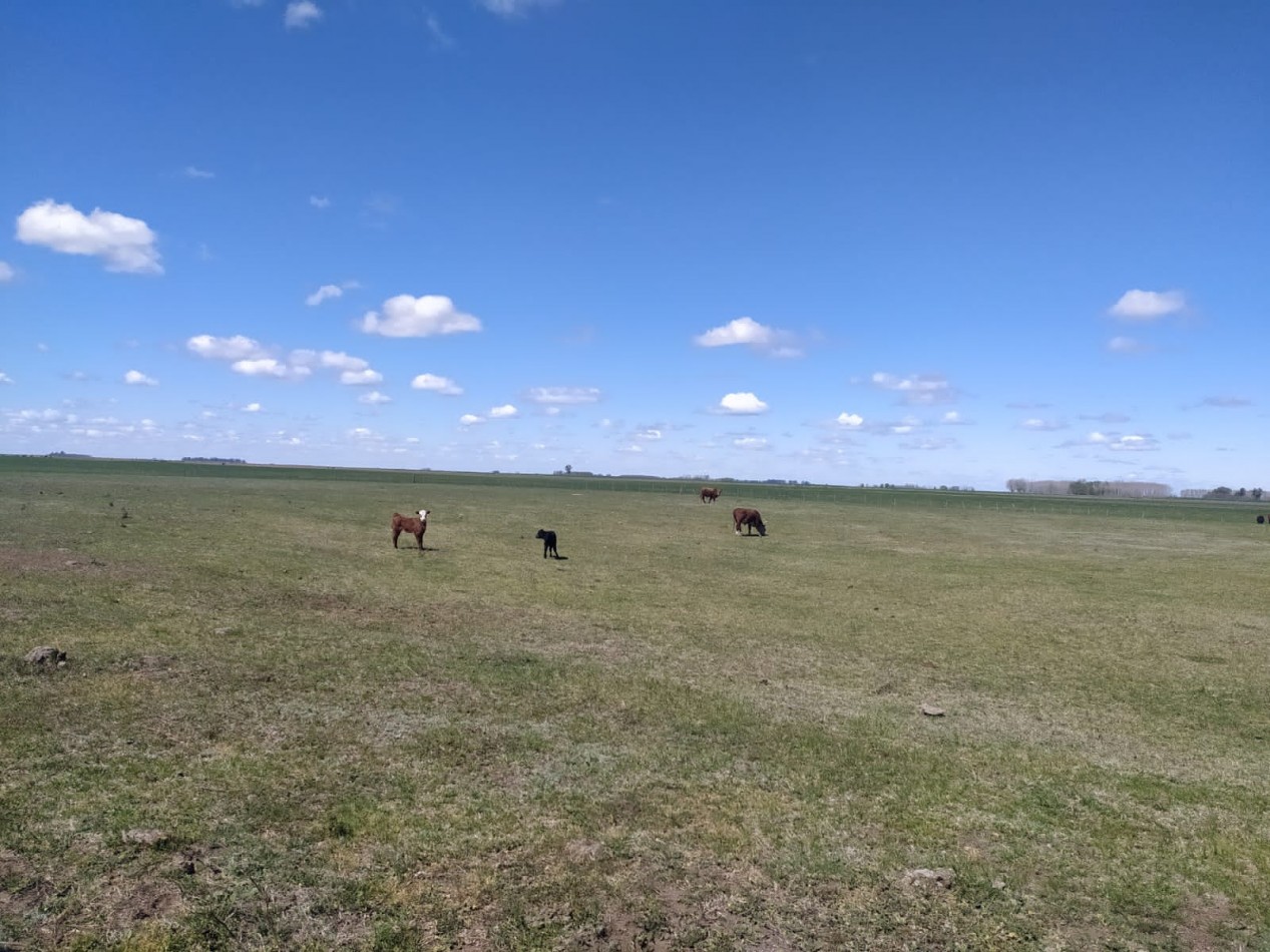 310 ha Mixtas - Del Valle - Tranquera cerrada