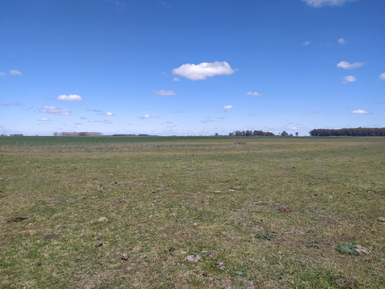 310 ha Mixtas - Del Valle - Tranquera cerrada