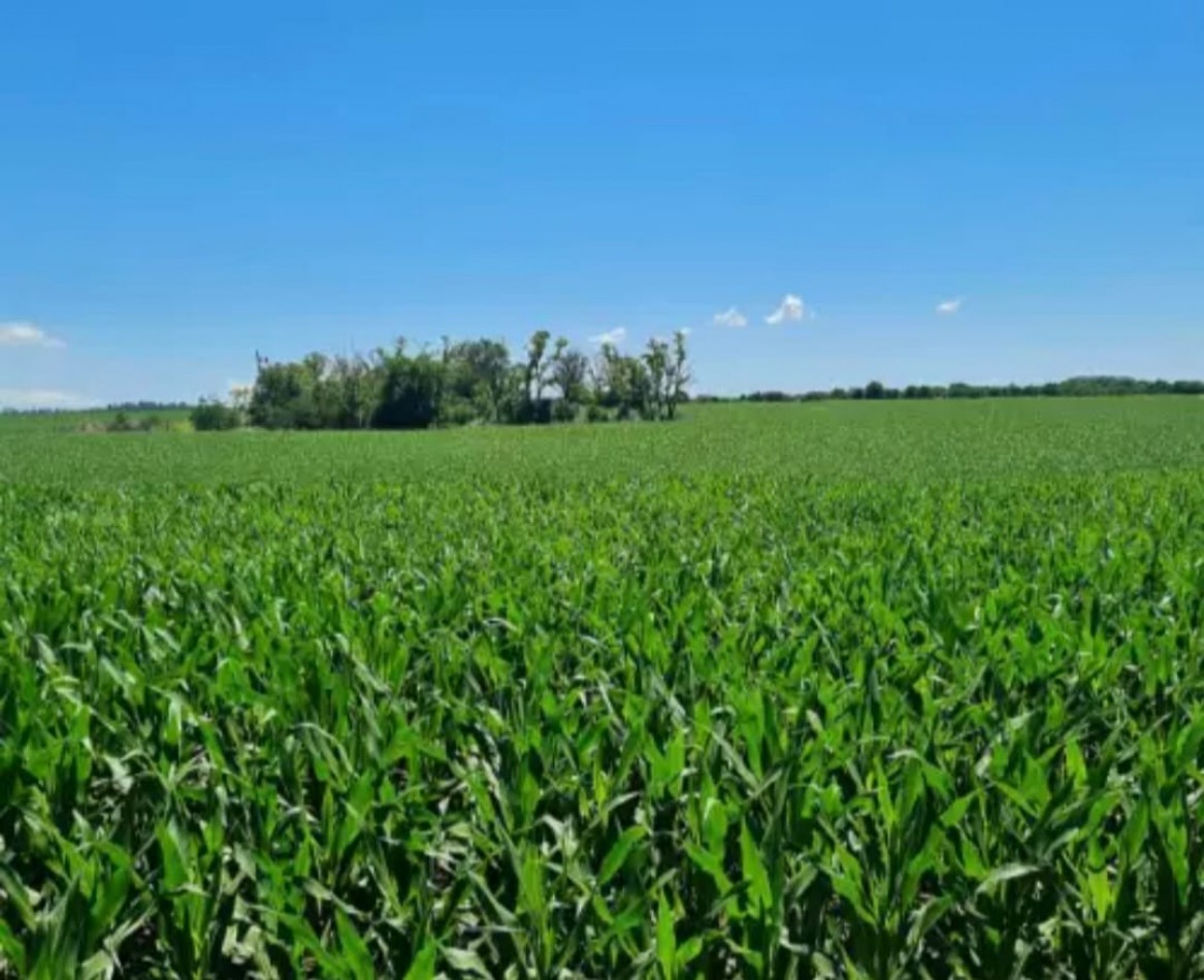 215 ha Agricolas . Cordoba