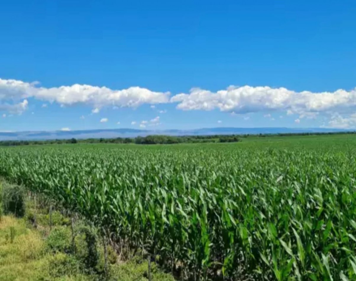 215 ha Agricolas . Cordoba