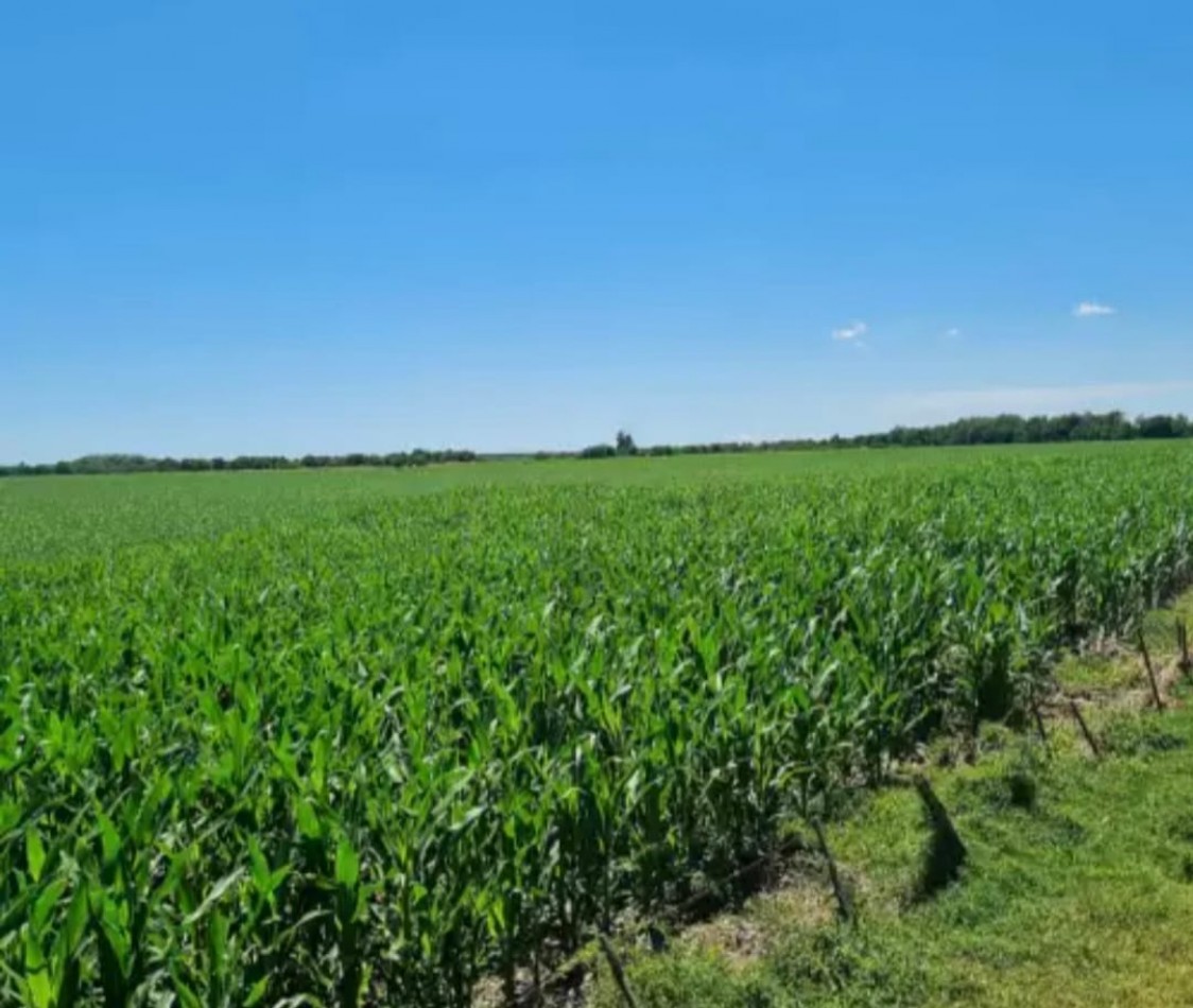 215 ha Agricolas . Cordoba