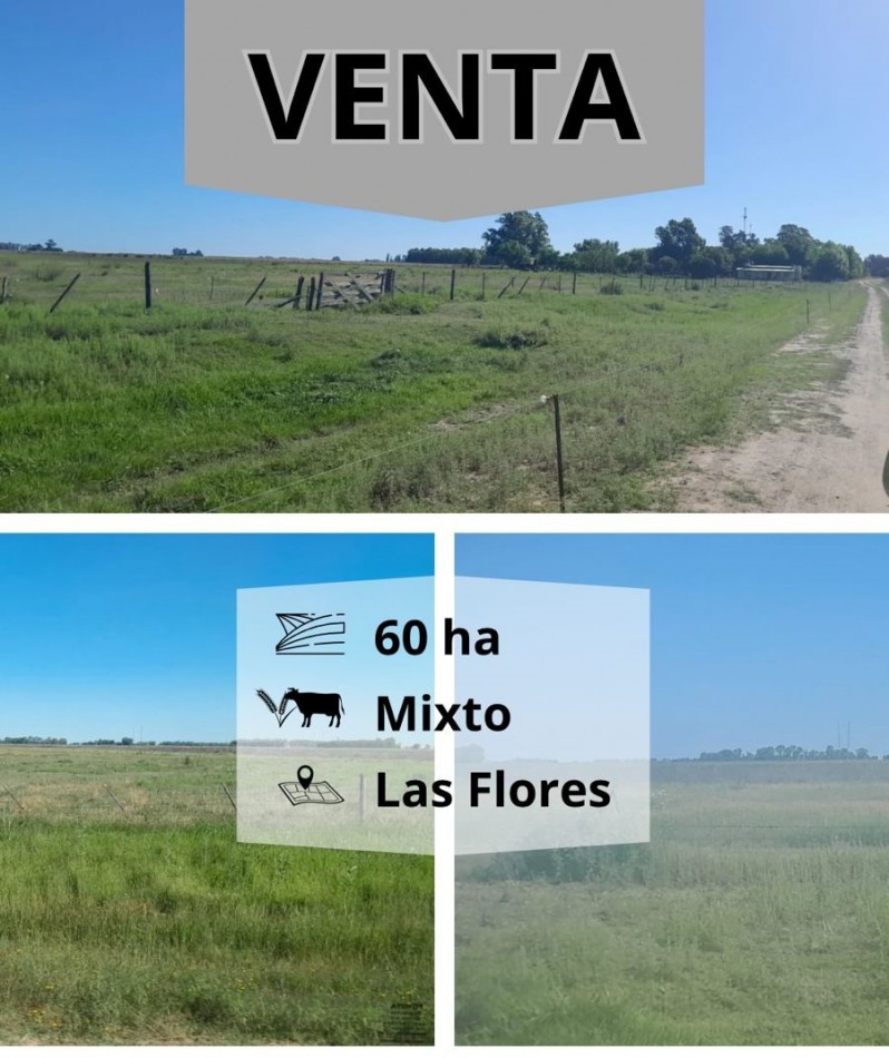 60 ha MIxtas - las flores