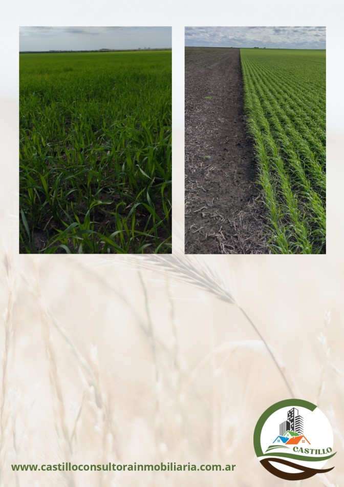 2500 ha agricolas - entre rios