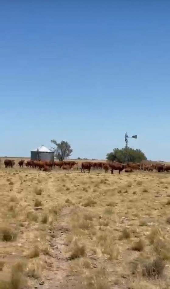 800 Ha Mixto - San German - Buenos Aires