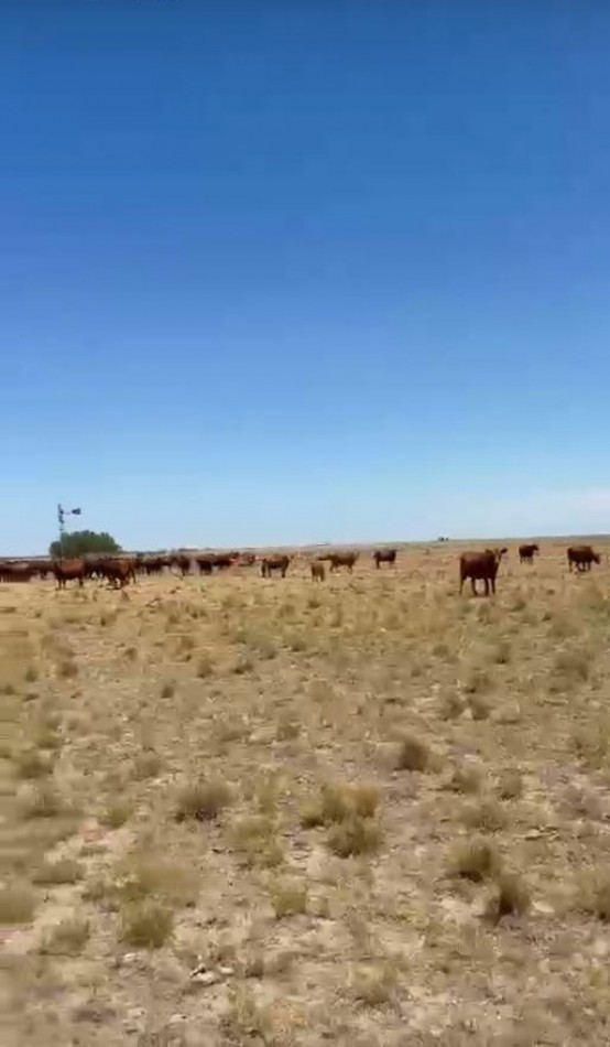 800 Ha Mixto - San German - Buenos Aires