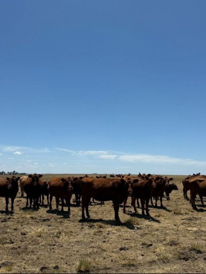 800 Ha Mixto - San German - Buenos Aires