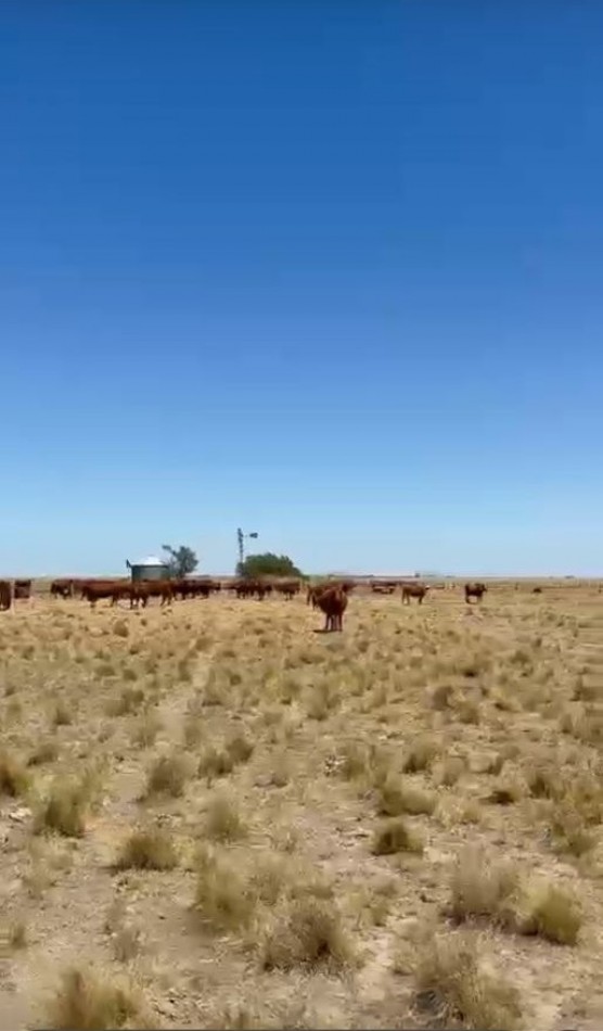 800 Ha Mixto - San German - Buenos Aires