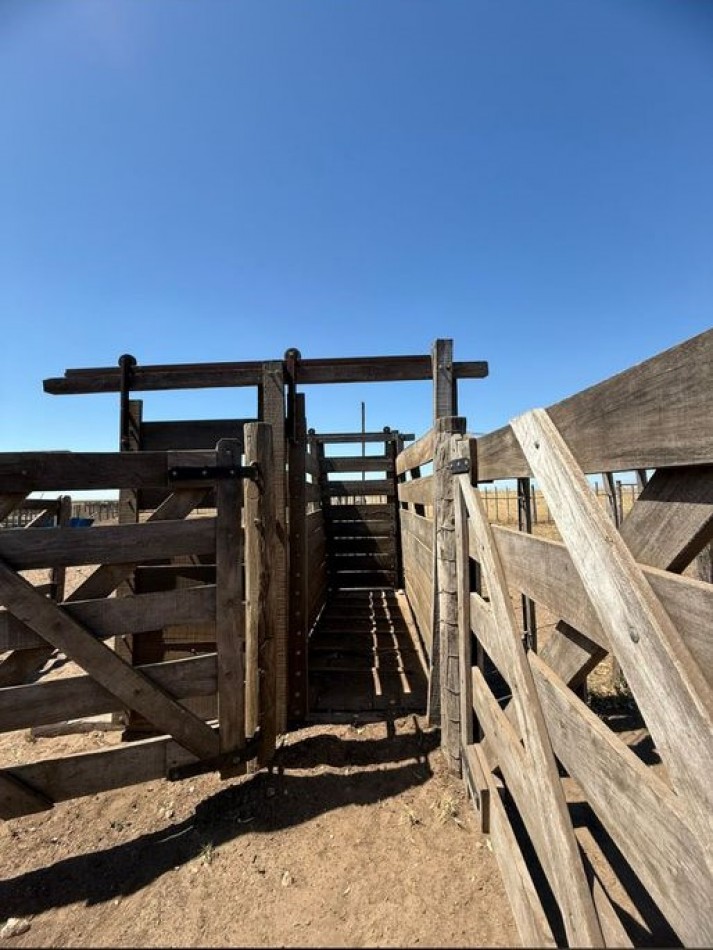 800 Ha Mixto - San German - Buenos Aires