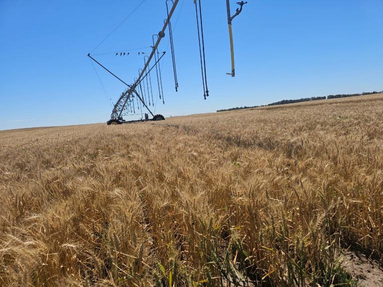 730 Ha Agricolas - Carmen de Patagones