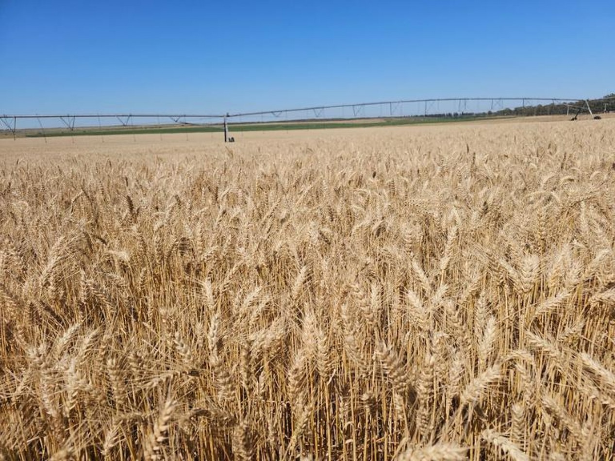 730 Ha Agricolas - Carmen de Patagones