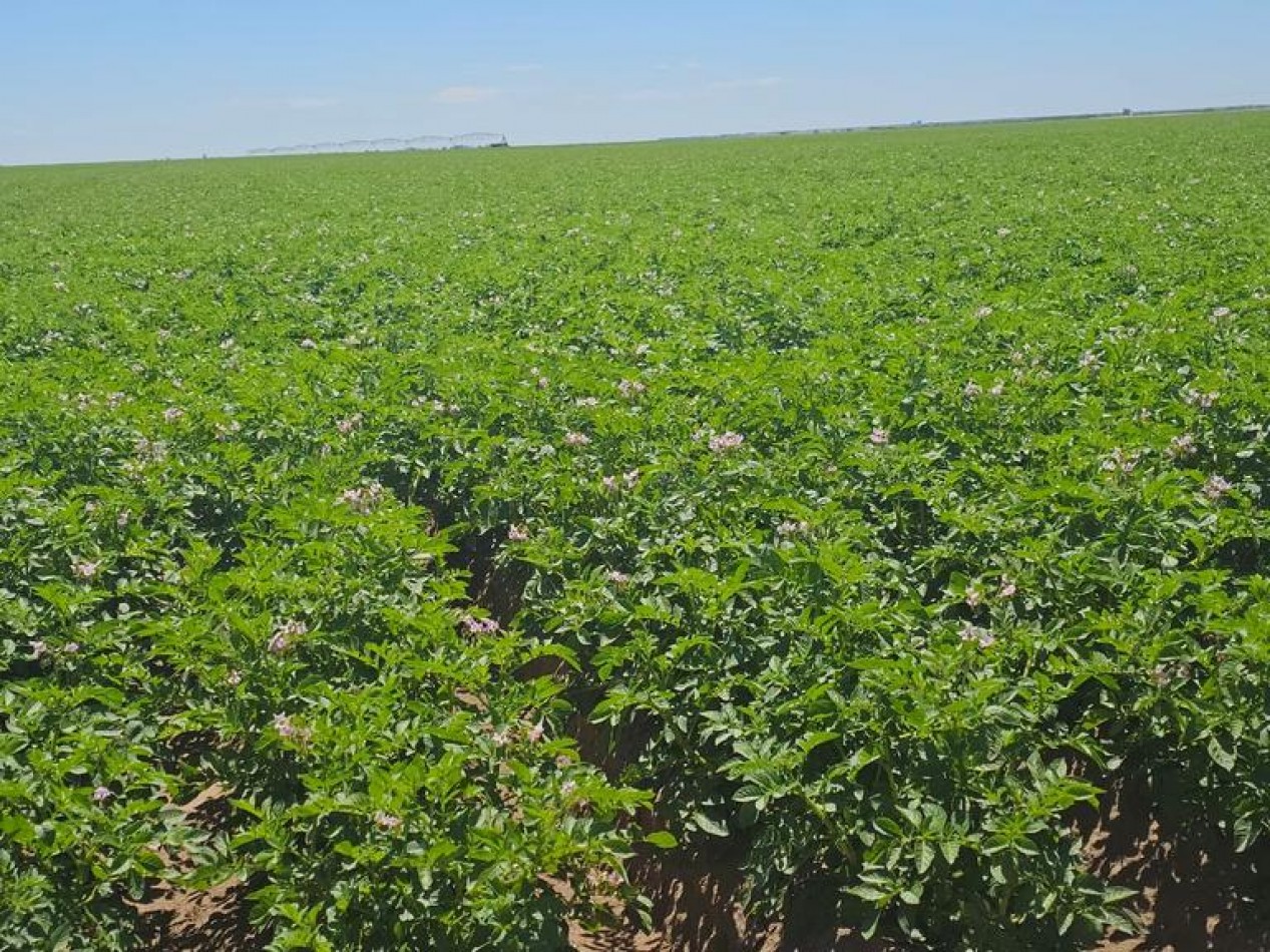 730 Ha Agricolas - Carmen de Patagones