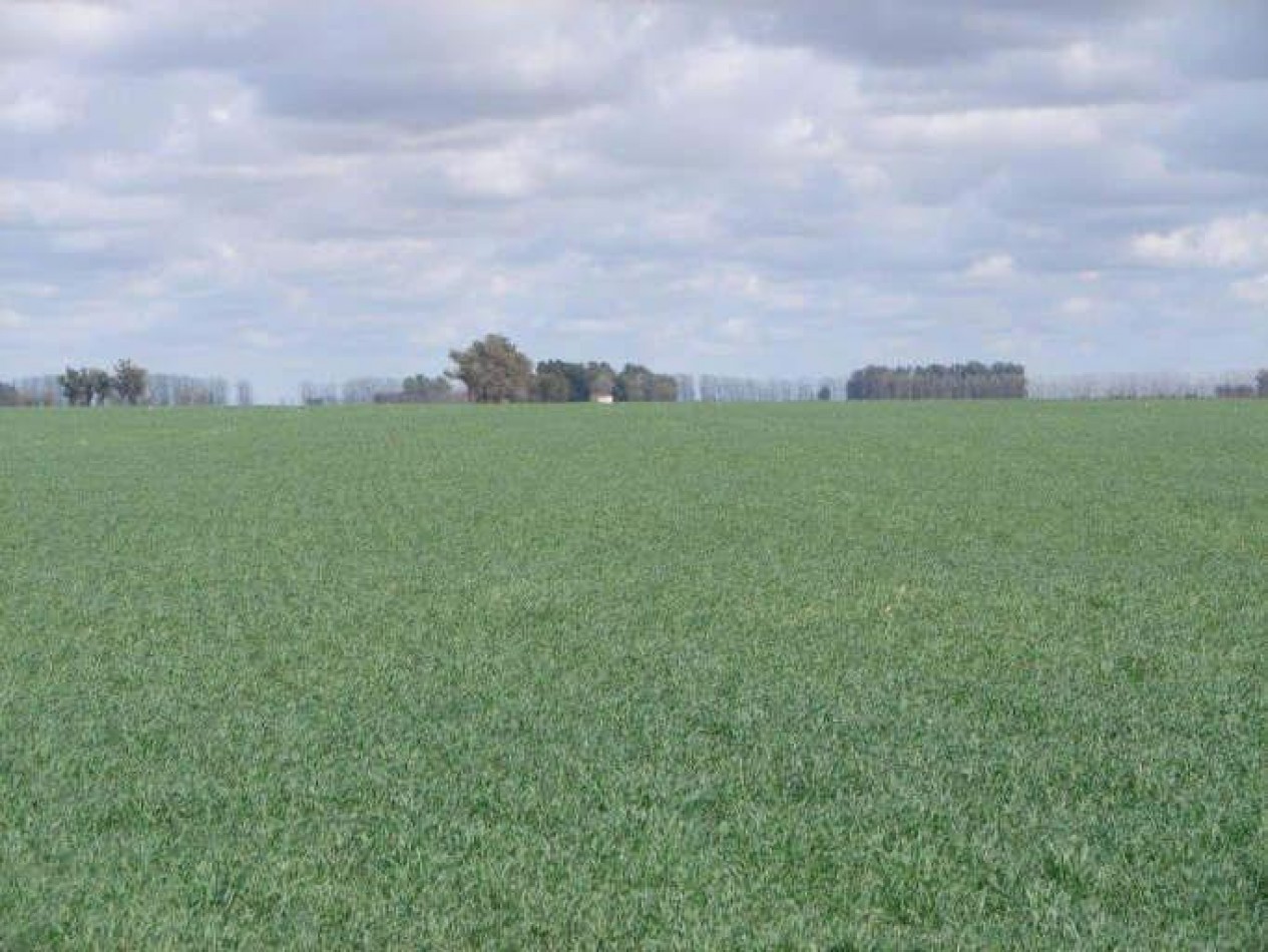 2035 Ha Agricolas - General Villegas