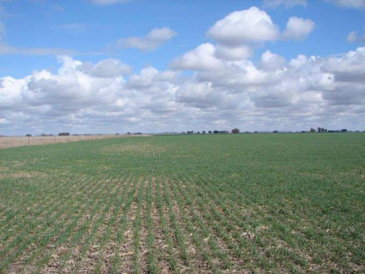 2035 Ha Agricolas - General Villegas