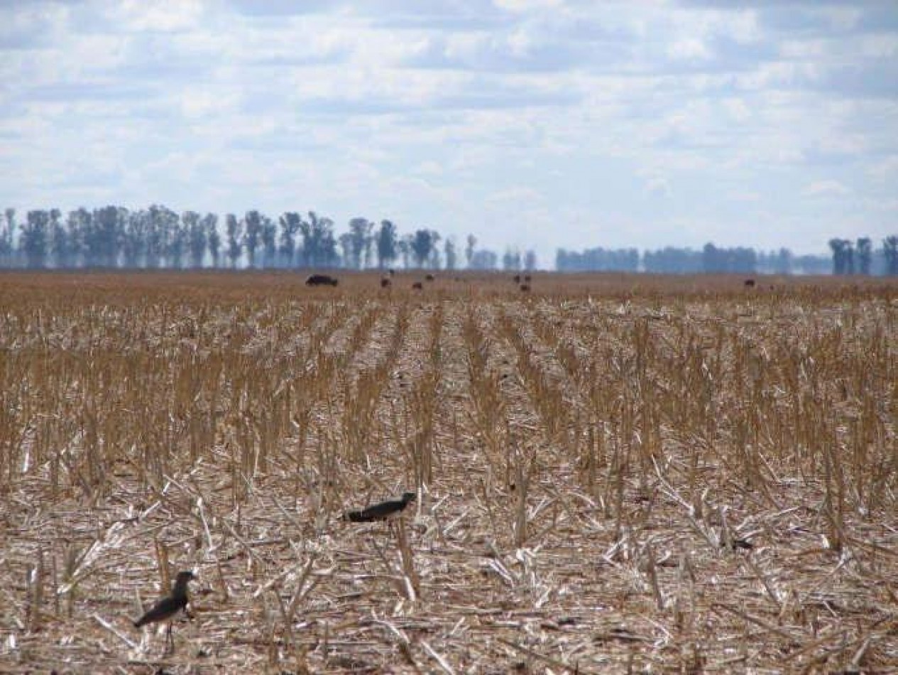 2035 Ha Agricolas - General Villegas