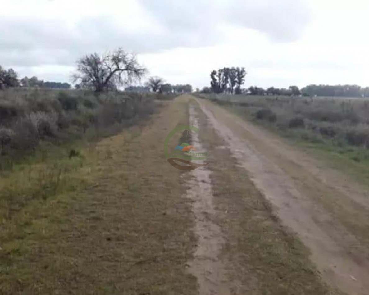 18 Ha Mixto - Las Flores