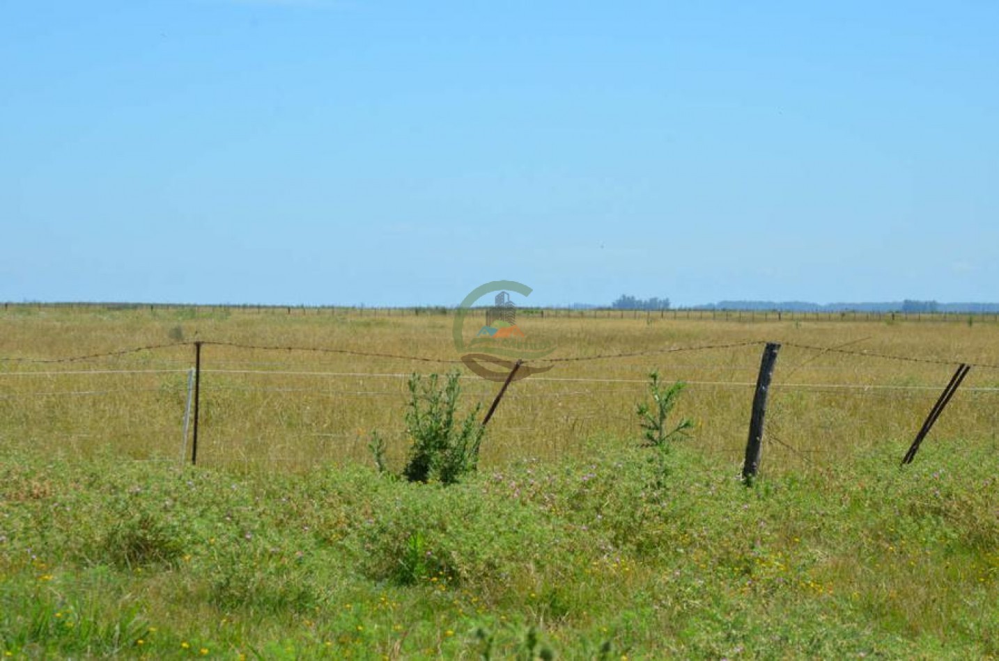 787 Ha Ganadero - Espigas - Olavarria