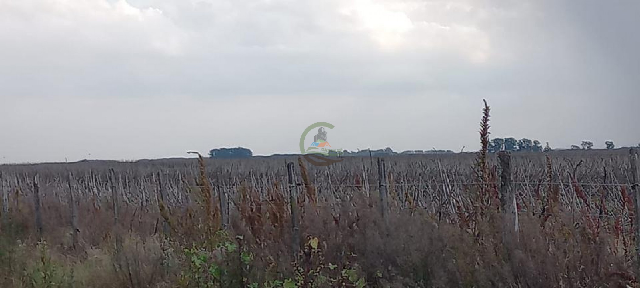 114 Ha Mixto - Urdampilleta - Bolivar