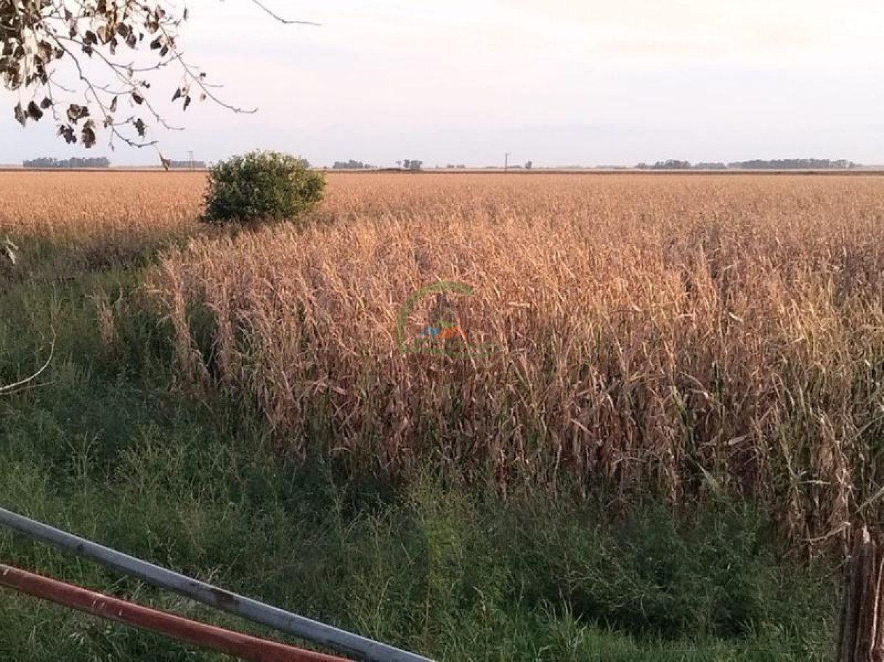 280 Ha Agricolas - General Alvear
