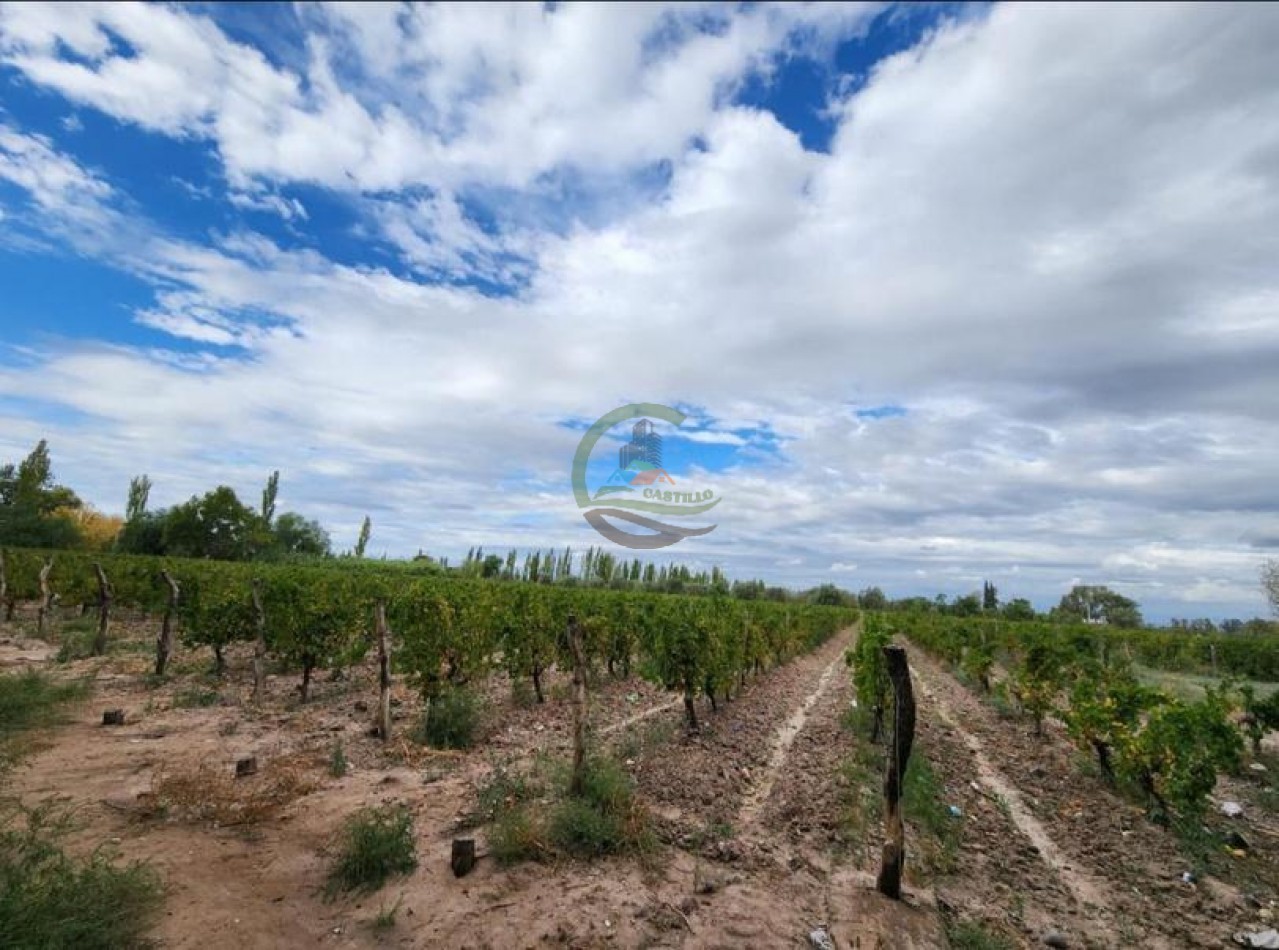 80 Ha Agricolas - San Martin - Mendoza