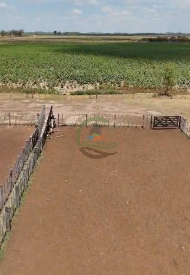 1135 Ha Mixto - Dorila - Mara Co - La Pampa