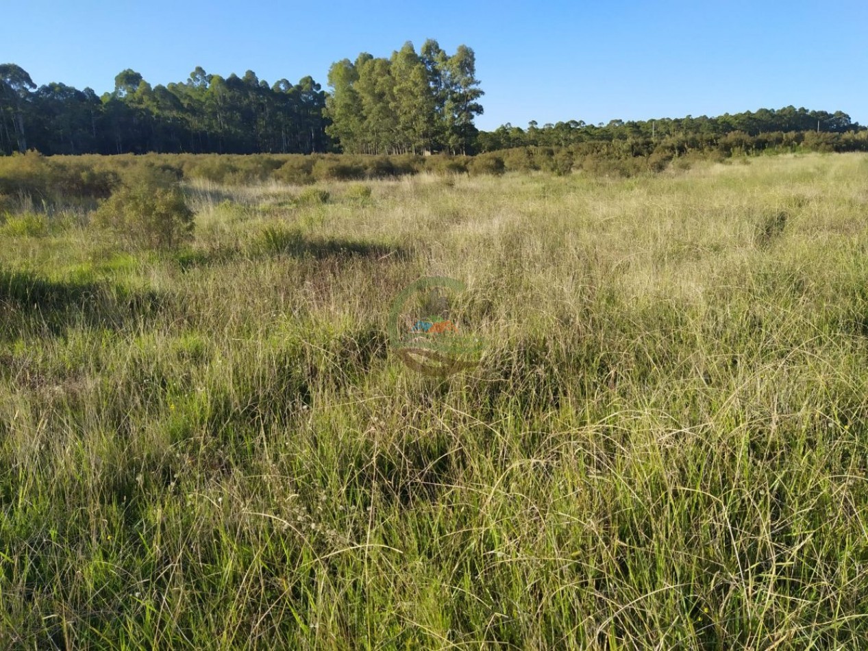 650 Ha Ganaderas - El Catete - Uruguay