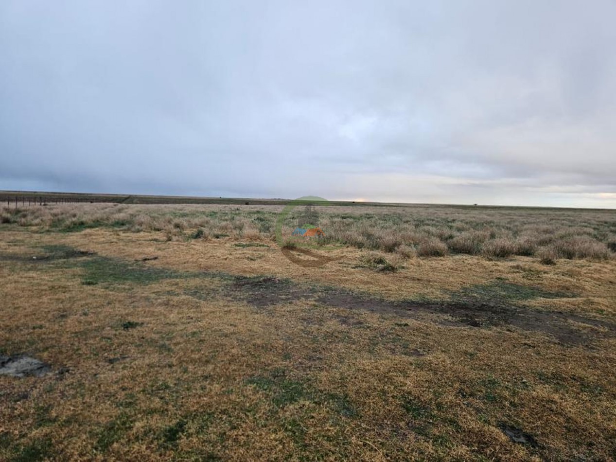 190 Ha Ganadero - Bahia Blanca