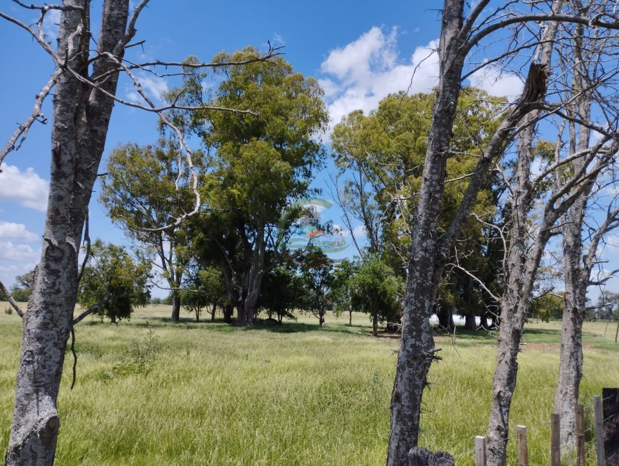 20 ha ganaderas - navarro