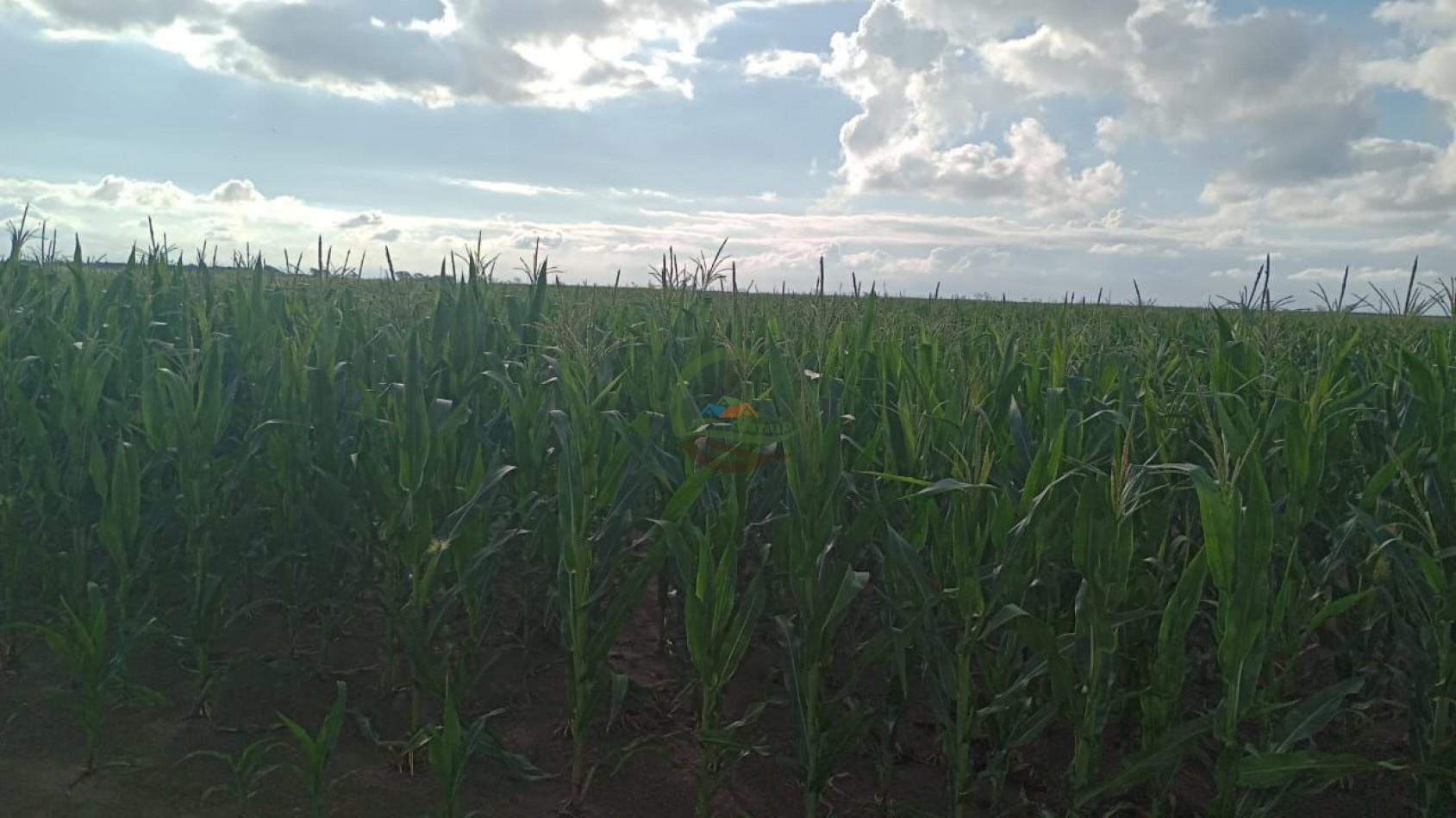 200 ha Agricolas - Cordoba 